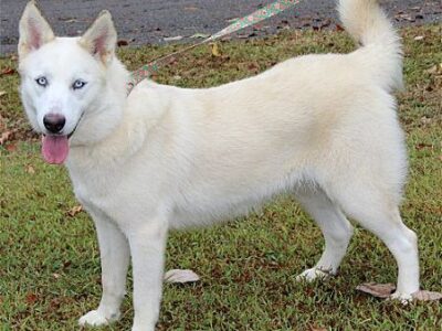 PAHS PET OF THE WEEK: Meet Fancy, with beautiful blue eyes