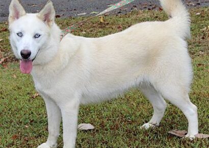 PAHS PET OF THE WEEK: Meet Fancy, with beautiful blue eyes