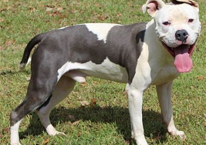 Lincoln is PAHS Pet of the Week; Handsome and Affection, Good with Dogs and Children