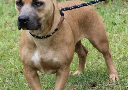 What do you Get when you Cross a Basset and a Pit Bull? A short-legged Cutie! GQ is looking for his Forever Home at PAHS