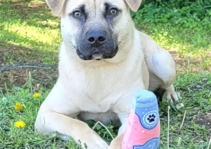 HSEC Pet of the Week: Meet Pugsley! Laid back, Good with other dogs
