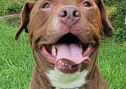 HSEC Pet of the Week is Rainey; Pit/Lab Female is Sweet at the Come