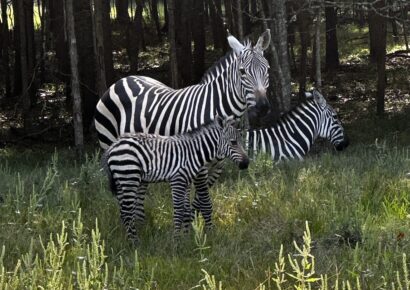Alabama Safari Park is Seeing Double! Zebra foals welcomed for World Animal Day