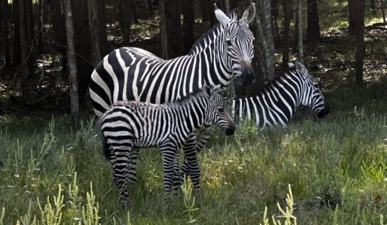 Alabama Safari Park is Seeing Double! Zebra foals welcomed for World Animal Day