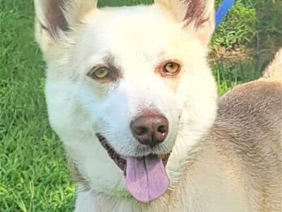 HSEC Pet of the Week is Waylon; Husky/Corgi Mix Good with other Dogs