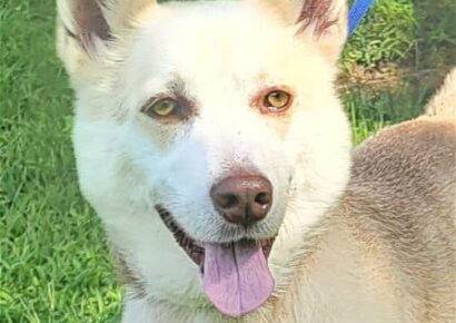 HSEC Pet of the Week is Waylon; Husky/Corgi Mix Good with other Dogs
