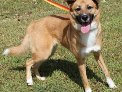 PAHS Pet of the Week is Kallie; Shepherd mix is a Beautiful Girl