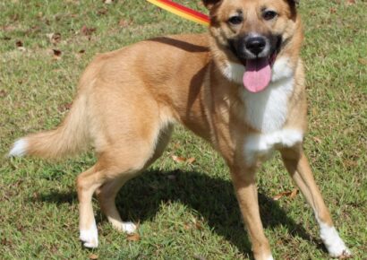 PAHS Pet of the Week is Kallie; Shepherd mix is a Beautiful Girl