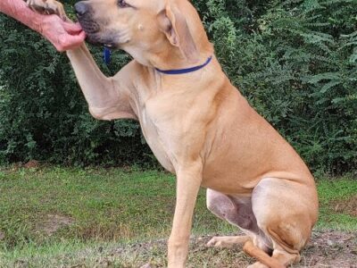 HSEC Pet of the Week is Daniel! ‘Big Galoot’ Loves to Romp, lots of Energy