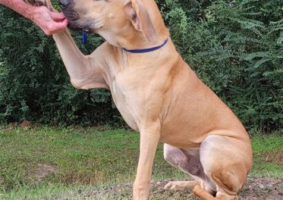 HSEC Pet of the Week is Daniel! ‘Big Galoot’ Loves to Romp, lots of Energy