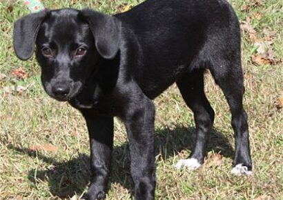 Meet Molly! She is the PAHS Pet of the Week, and quite a Beauty!