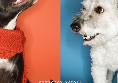 For the Love of Mutts: National Mutts Day is Dec. 2