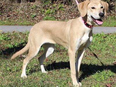 PAHS Pet of the Week is Tilly! Yellow Lab Mix is a Real Beauty