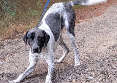 HSEC Pet of the Week is Kurt! Full of personality, he is Great with dogs and kids