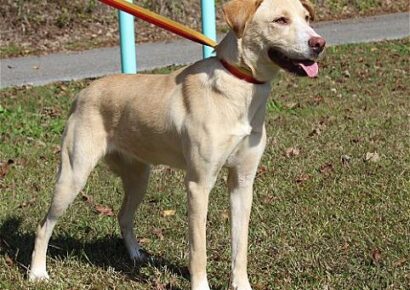 PAHS Pet of the Week is Penny! Beautiful Girl with Sweet Nature