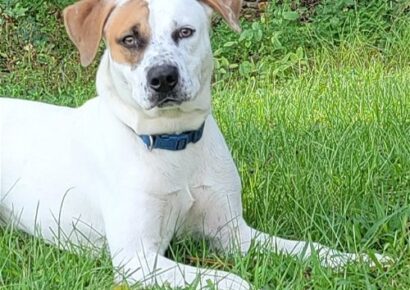 HSEC Pet of the Week is Petey! Friendly, Loves Attention