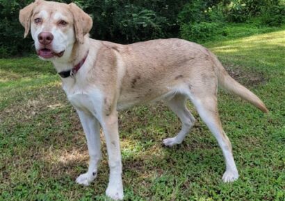 Ryder is the HSEC Pet of the Week! Super Dog with Lots of Energy