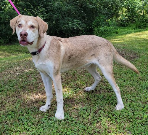 Ryder is the HSEC Pet of the Week! Super Dog with Lots of Energy