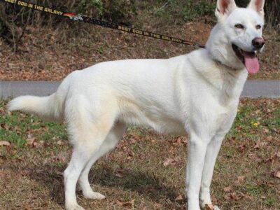 Beautiful Azena is at PAHS Waiting for her home in the New Year