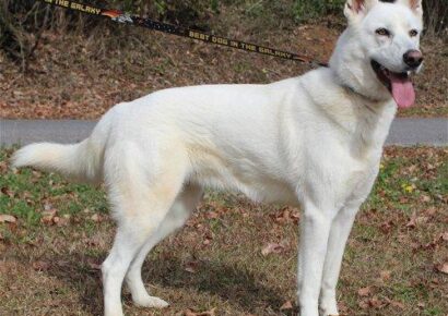 Beautiful Azena is at PAHS Waiting for her home in the New Year