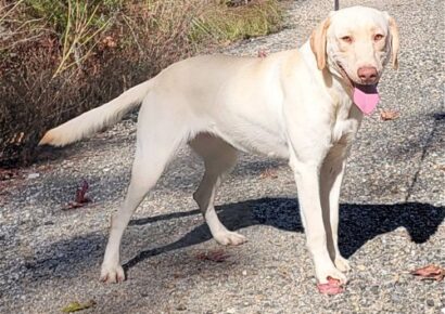 HSEC Pet of the Week: Savannah is at HSEC waiting for her New Family