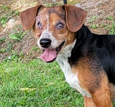 HSEC Pet of the Week is Igor; Missing an Eye, but Still active and a great Snuggler