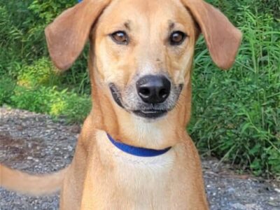 HSEC Pet of the Week is Noel! Great with Kids, other Pets and needs a good fence