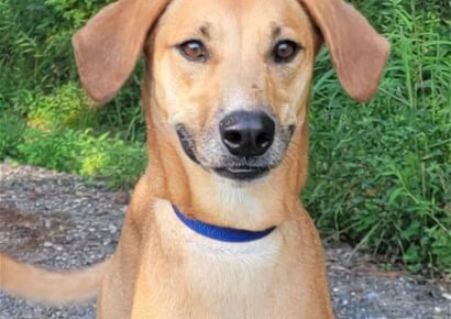 HSEC Pet of the Week is Noel! Great with Kids, other Pets and needs a good fence