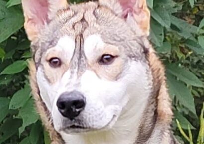 Meet Yoshi! Humane Society Pet of the Week looking for a family