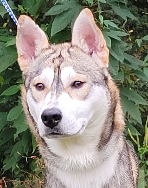 Meet Yoshi! Humane Society Pet of the Week looking for a family