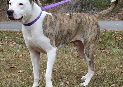 Meet Buck, the PAHS Pet of the Week