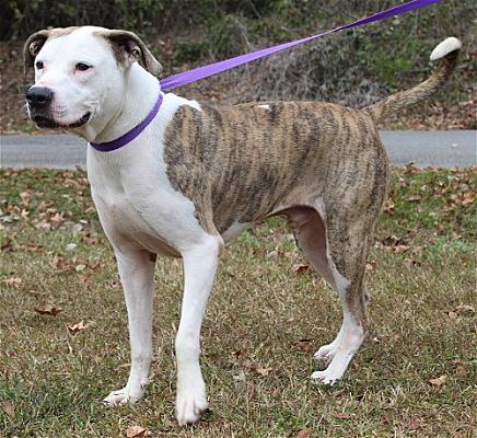 Meet Buck, the PAHS Pet of the Week