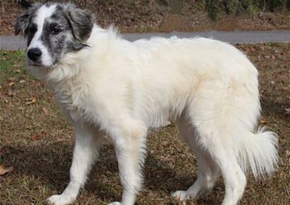 Lashes is a Beautiful, Shy Girl at PAHS waiting for her New home