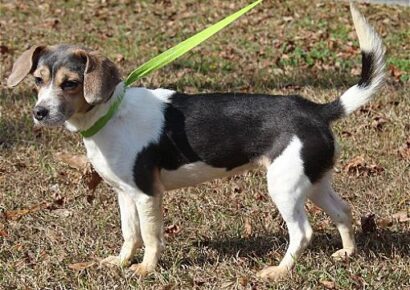 PAHS Pet of the Week: Ring in the New Year with Paige!