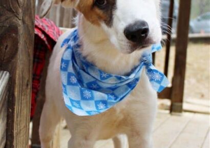 This lovely girl, Dream, is waiting for her Forever Home at HSEC