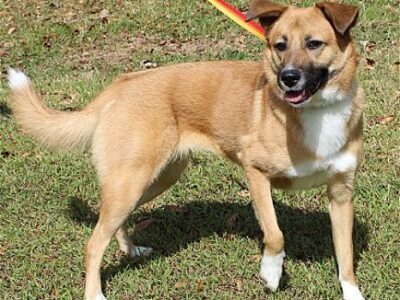 Kallie is Safe at PAHS and Ready for Adoption after Adventure