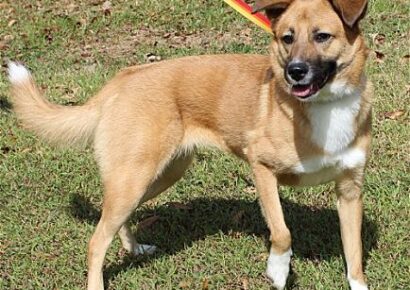 Kallie is Safe at PAHS and Ready for Adoption after Adventure