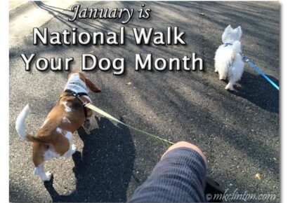 January is One Health Awareness, Train Your Dog, and Walk Your Pet month