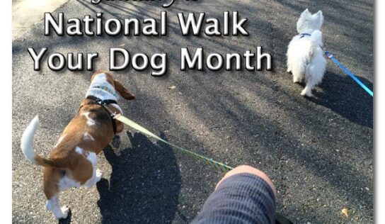 January is One Health Awareness, Train Your Dog, and Walk Your Pet month