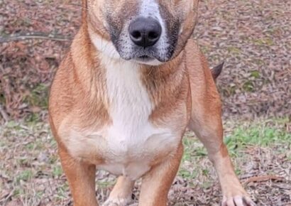 Noodle is up for Adoption at HSEC; Big bark and Big Fun