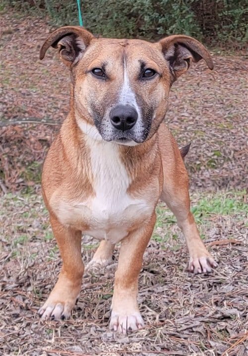 Noodle is up for Adoption at HSEC; Big bark and Big Fun