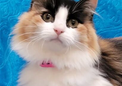 Raven is Stunningly Gorgeous and at HSEC! ‘Diva’ Cat Lovers needed