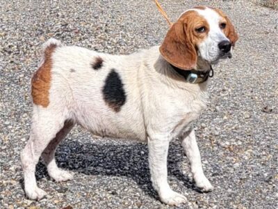 HSEC Pet of the Week is Shirley! Older girl, but super sweet and good with other dogs