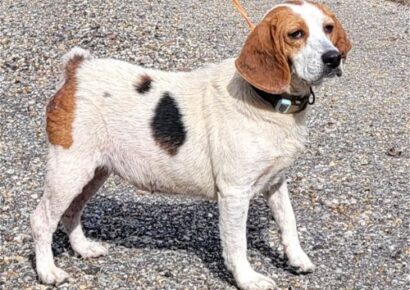 HSEC Pet of the Week is Shirley! Older girl, but super sweet and good with other dogs