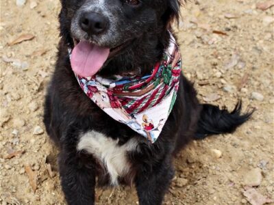 Meet Ava! She is the HSEC Pet of the Week