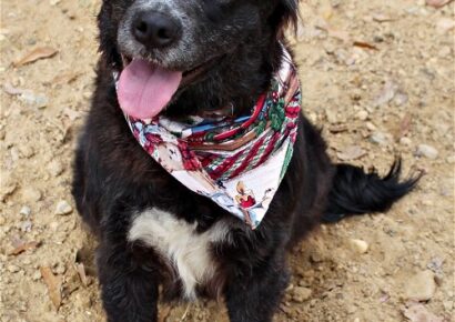 Meet Ava! She is the HSEC Pet of the Week