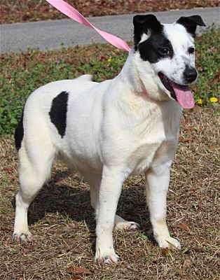 Meet Azula: PAHS Pet of the Week is very Active and Playful at 6 months