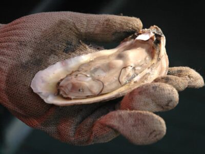 All Alabama Oyster Harvest Zones Close on January 19