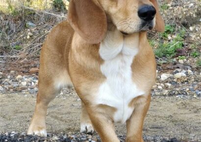 Copper is a Handsome fellow and the HSEC Pet of the Week