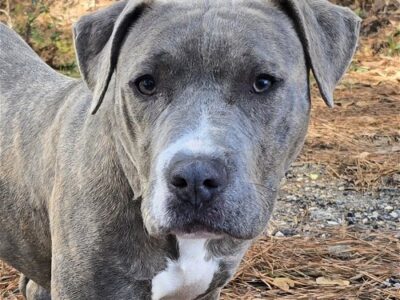 HSEC Pet of the Week is Echo! Goofy and loving, but afraid of Cats